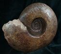 Large Hammatoceras Ammonite From France #7996-1